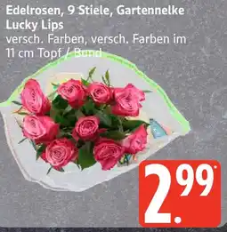 Edeka Edelrosen, 9 Stiele, Gartennelke Lucky Lips Angebot