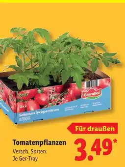 Lidl Grandiol tomatenpflanzen Angebot