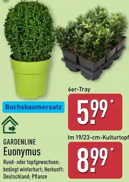 Aldi Nord GARDENLINE Euonymus Angebot
