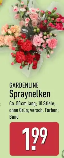 Aldi Nord GARDENLINE Spraynelken Angebot