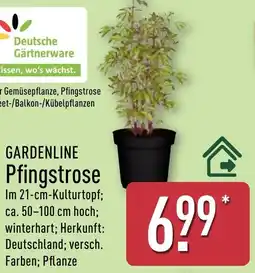 Aldi Nord GARDENLINE Pfingstrose Angebot