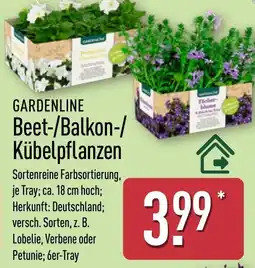 Aldi Nord GARDENLINE Beet-/Balkon-/ Kübelpflanzen Angebot