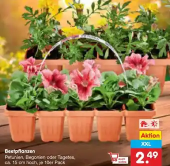 Netto Marken-Discount Beetpflanzen Angebot