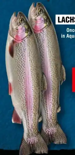 Handelshof Lachs Forelle Angebot