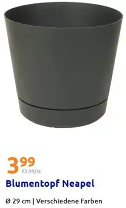 Action Blumentopf Neapel Angebot