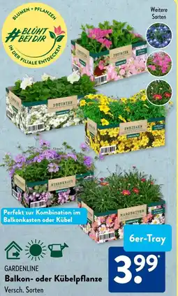Aldi Süd GARDENLINE Balkon- oder Kübelpflanze Angebot