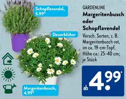 Aldi Süd GARDENLINE Margeritenbusch oder Schopflavendel Angebot