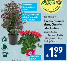 Aldi Süd GARDENLINE Fuchsienstämmchen, Geranie oder Nelken Angebot