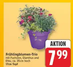 Edeka Frühlingblumen-trio Angebot
