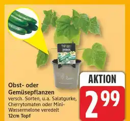 Edeka Salatgurke Angebot