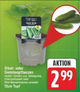 E-Center Snack-gurke Angebot