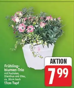 E-Center Frühlingblumen-trio Angebot