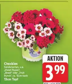 E-Center Checkies violet passio Angebot
