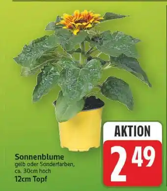 E-Center Sonnenblume Angebot