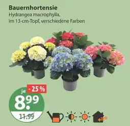 V Markt Bauernhortensie Angebot
