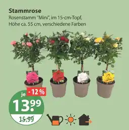 V Markt Stammrose Angebot