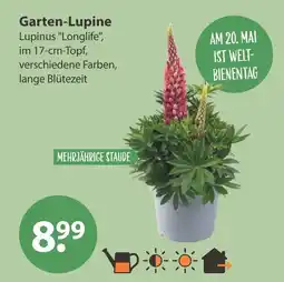 V Markt Garten-lupine Angebot