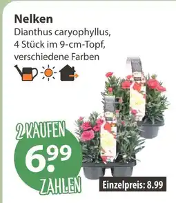V Markt Nelken Angebot