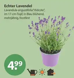 V Markt Echter lavendel Angebot
