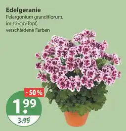 V Markt Edelgeranie Angebot