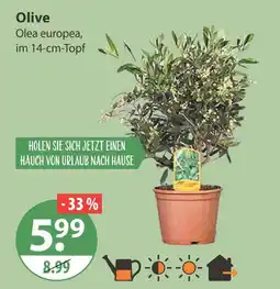 V Markt Olive Angebot