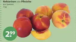 V Markt Nektarinen Angebot