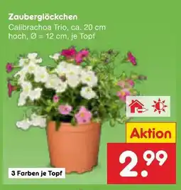 Netto Marken-Discount Zauberglöckchen calibrachoa trio Angebot