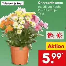 Netto Marken-Discount Chrysanthemen Angebot