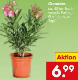 Netto Marken-Discount Oleander Angebot