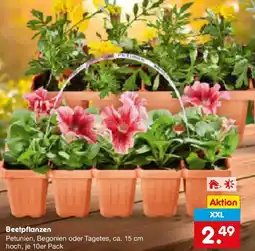 Netto Marken-Discount Beetpflanzen Angebot