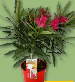 REWE Oleander Angebot