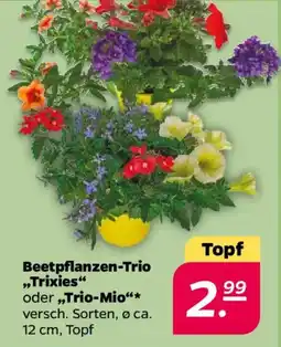 NETTO Beetpflanzen-Trio ,,Trixies" oder Trio-Mio Angebot