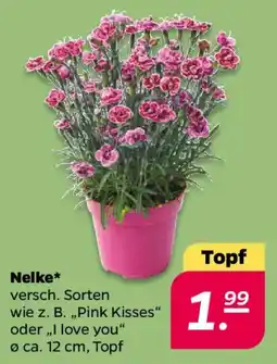 NETTO Nelke Angebot