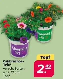 NETTO Calibrachoa Trio Angebot