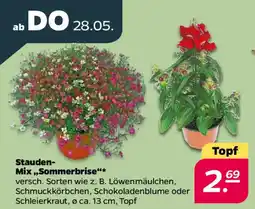 NETTO Stauden- Mix ,,Sommerbrise" Angebot