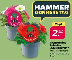 NETTO Großblumige Petunien Glückskäfer Angebot