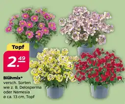 NETTO Blühmix Angebot
