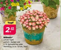 NETTO Blühmix Angebot