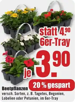 B1 Discount Baumarkt Beetpflanzen Angebot