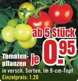 B1 Discount Baumarkt Tomatenpflanzen Angebot