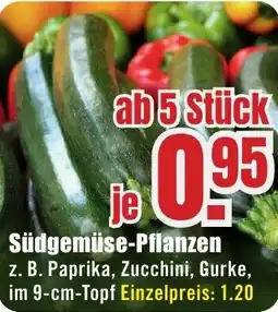 B1 Discount Baumarkt Südgemüse-Pflanzen Angebot