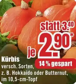 B1 Discount Baumarkt Kürbis Angebot