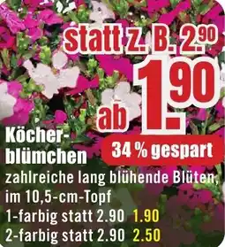 B1 Discount Baumarkt Köcherblümchen Angebot