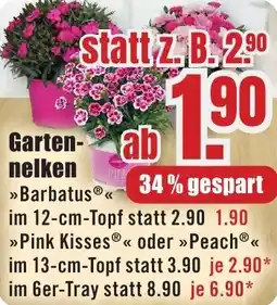 B1 Discount Baumarkt Gartennelken Angebot