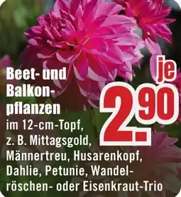 B1 Discount Baumarkt Beet-und Balkonpflanzen Angebot