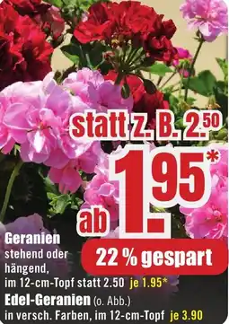 B1 Discount Baumarkt Geranien Angebot
