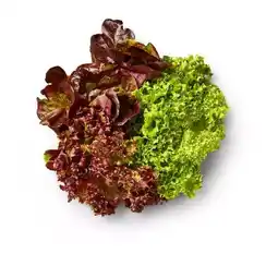 Kaufland Salat Multicolor Angebot