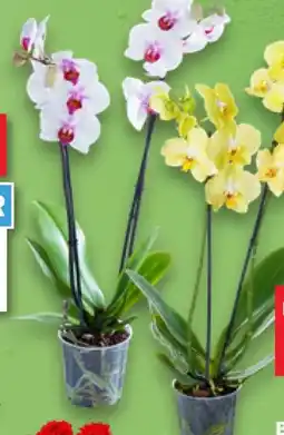 Kaufland Orchideen Angebot