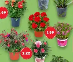 Kaufland Beet- und Balkonpflanzen Angebot