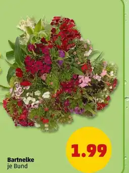 PENNY Bartnelke Angebot